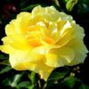 Trandafir Floribunda Frezia galben ghiveci 3 l 1