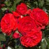Trandafir Urcator Rosu ghiveci 3 l 1