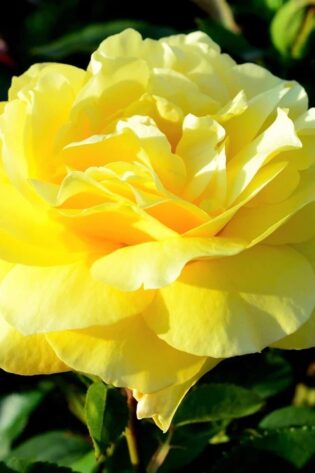Trandafir Floribunda Frezia galben ghiveci 3 l